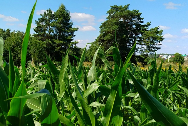 По дороге в Ольховку....🌽🌽🌽