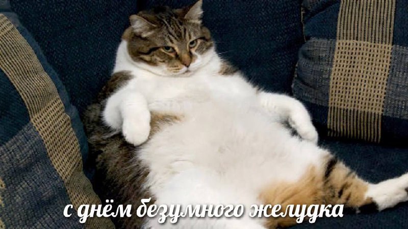 Сегодня отмечается День безумного желудка
В этот день даже сторонники суровых диет могут побаловать