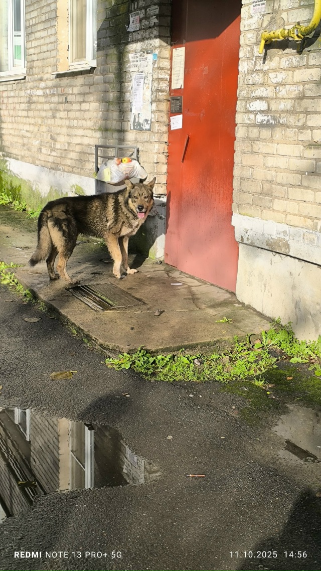 Может кто нибудь знает чей пес бегает на Новгородской? ...