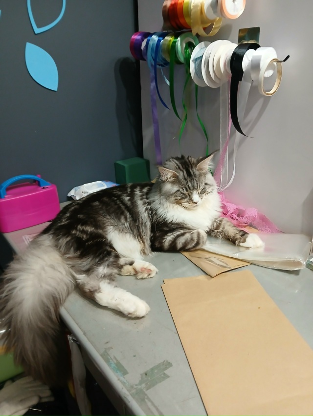 Сегодня в цветочном магазине, самый красивый продавец...