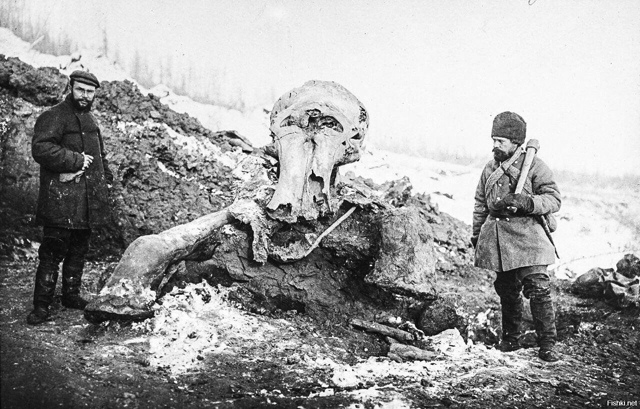 Останки мамонта, найденные на реке Березовке, 1902 год.