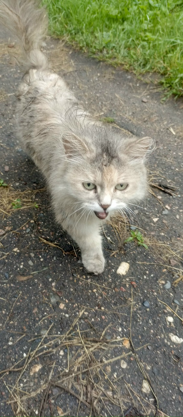 Погибает кошечка 🐱 на улице
Пристраивается очень кра?...
