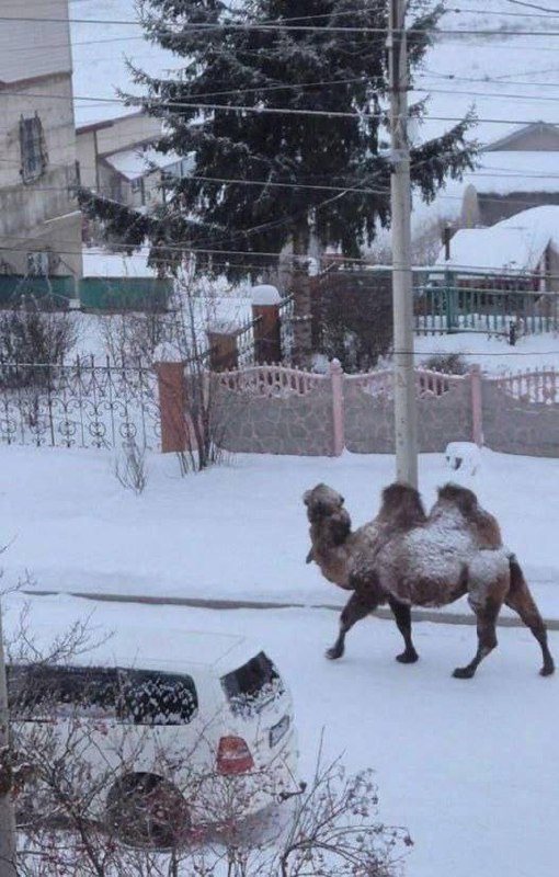 Ничего необычного, просто кто-то потерял верблюда в Подмосковье.
Чья лошадь?