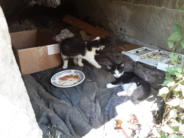 Котята 2,5 месяца в добрые руки, кушают всё, ?...