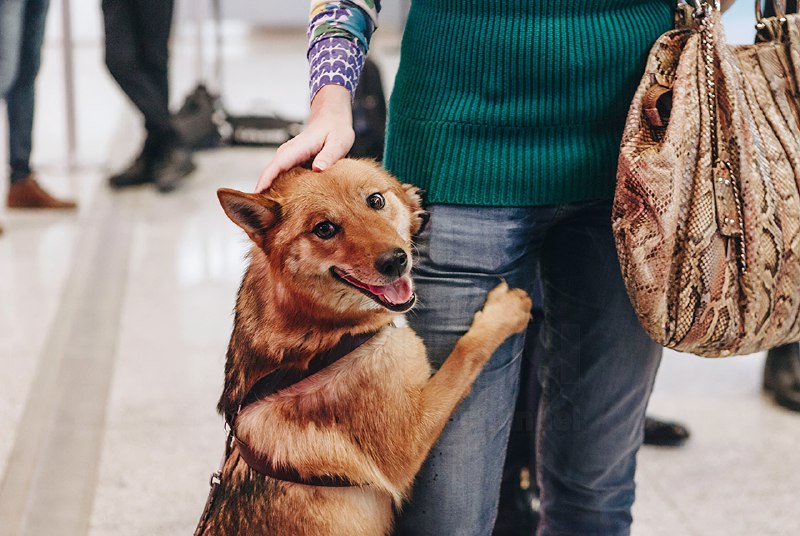 Шабака, наконец-то: шалайка — редкая российская порода собак, это гибрид шакала и лайки, который соз