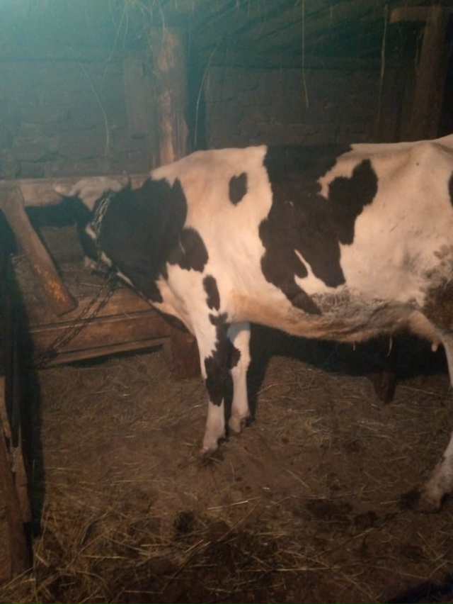 Продается стальная корова,отел март-апрель.Молочная.Ц?...