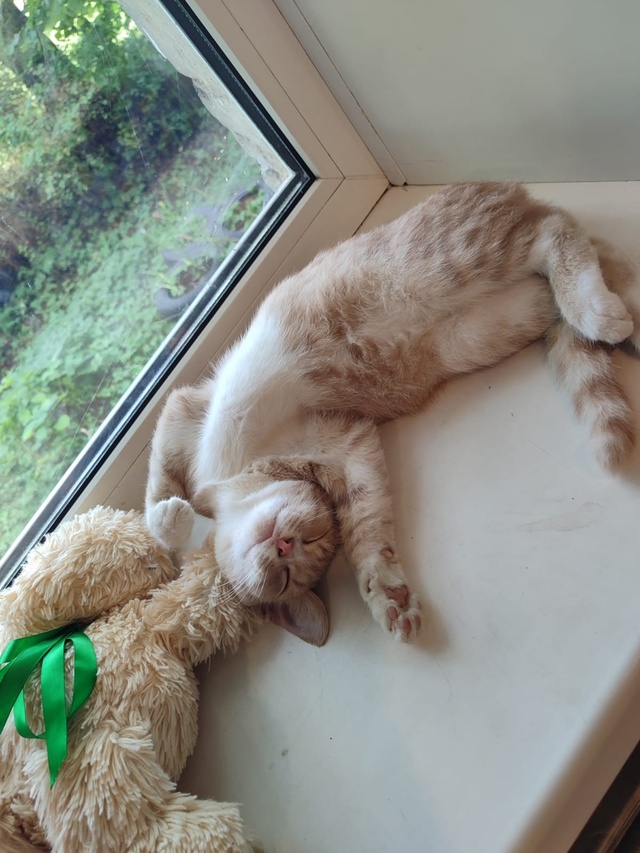 Домашний, ручной котенок, нашли несколько дней назад н?...