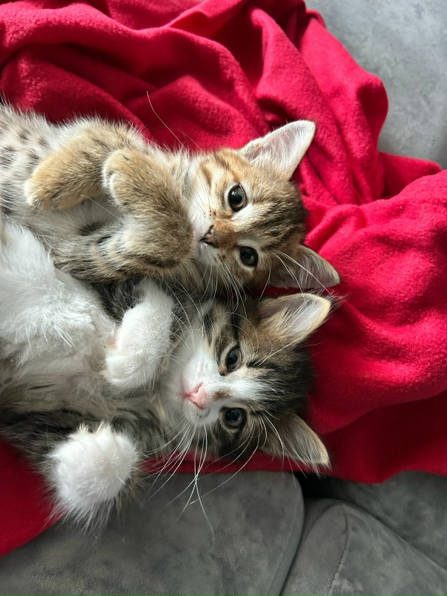 Отдам котят в добрые руки 😌
К лотку приучены, возраст 1...