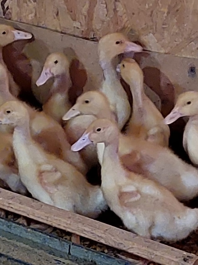 ❗❗❗ПРОДАЮТСЯ❗❗❗
Цыплята 🐥 Бройлерные 40-ка дневны?...