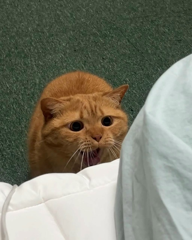 Сильный кот не закрывает глаза, когда зевает?