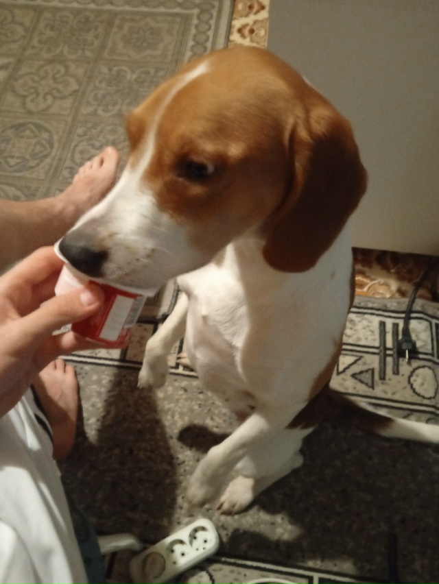 ‼️Пропала охотничья Эстонская гончая собака ‼️
Окра...