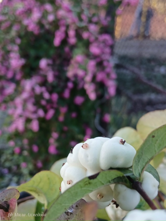 Отличная погода, 31 октября.🍁🌞