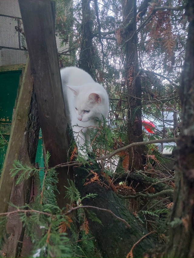 Ни у кого кошечка не терялась? Чистая, ухоженная. На вид...