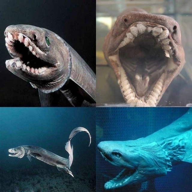 Ученые из Института Моря и Атмосферы выловили редкую п...