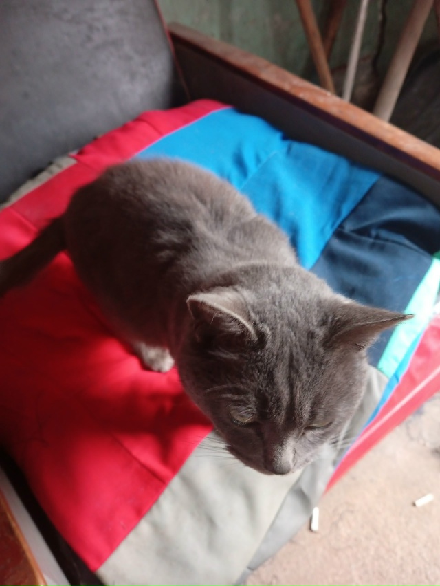 Добрый день. На швейной фабрике второй день сидит коше?...