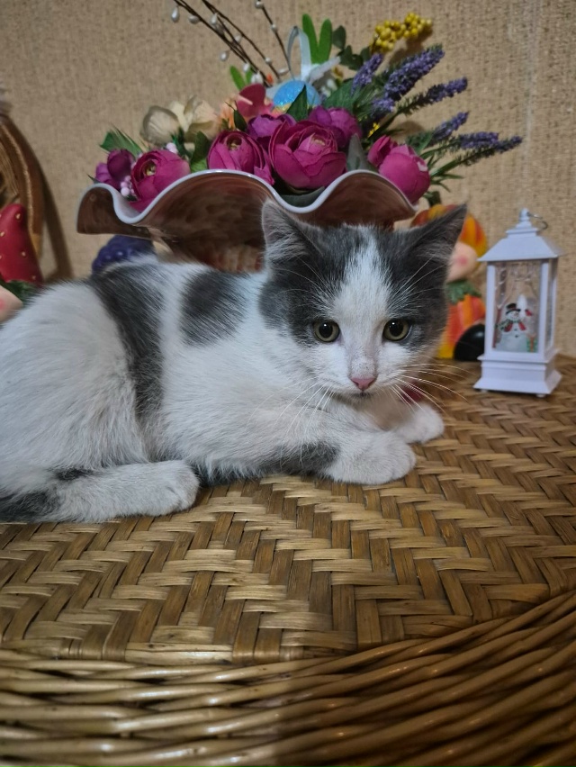 Отдаём очаровательных котят 🐱 в добрые руки, 2ое белых...