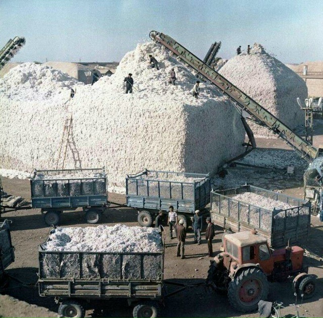 Уклaдка хлопка в бурты на пункте сбора, Туркменская ССР...