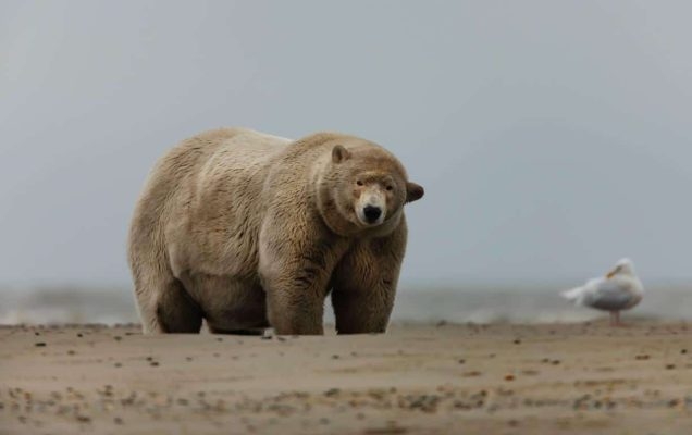 Это самый толстый белый медведь на Аляске. Его зовут То...