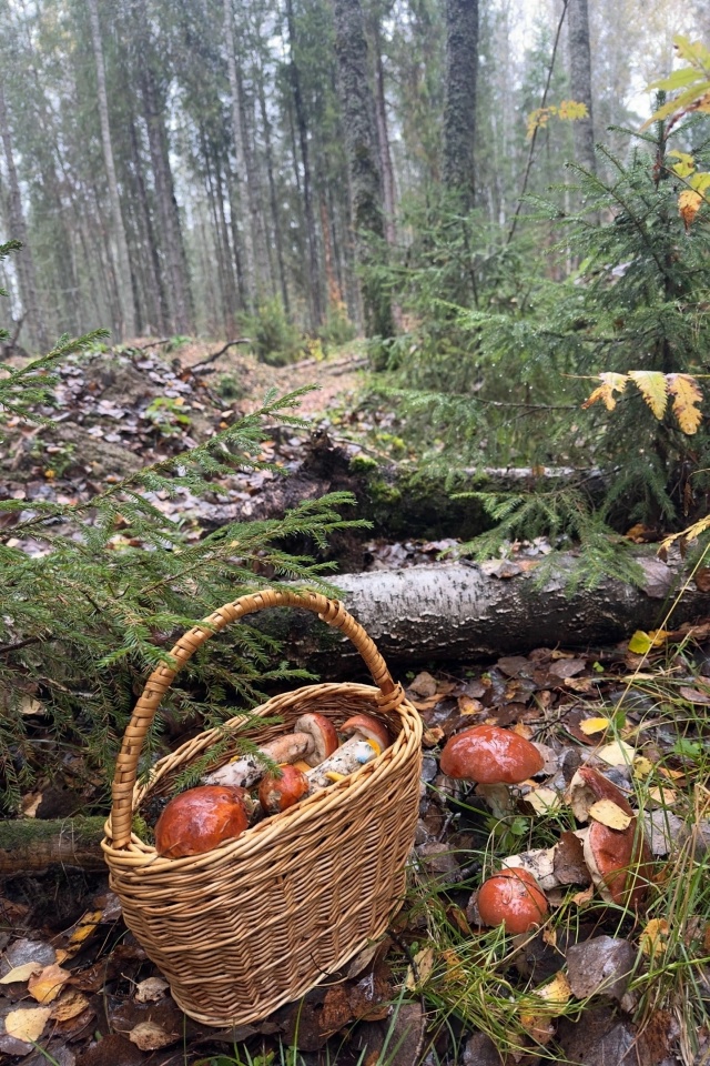 Тихая охота 🍃😍
📷 Наталья Кондратюк