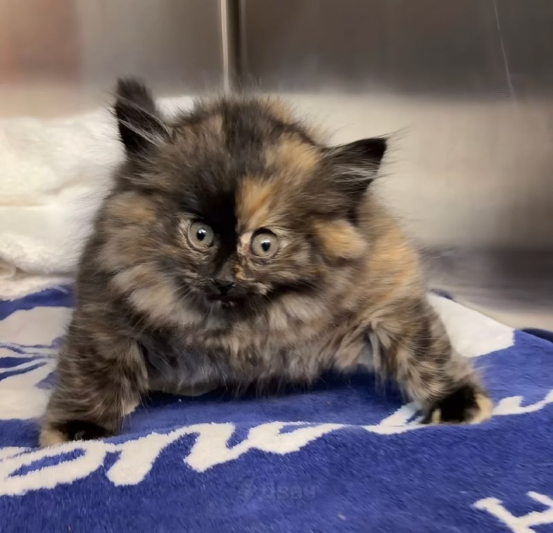 В ветеринарной клинике Калифорнии спасли котёнка по кличке Зои, которого буквально раздуло как возду