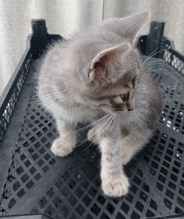 Подкинули котенка, мальчик. Может кому нужен серенький...