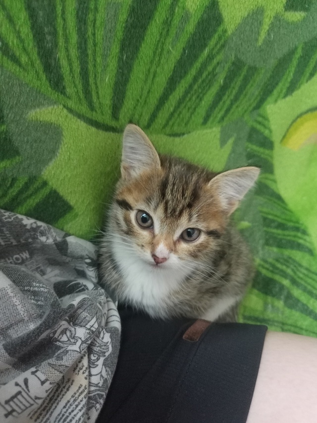 отдам котят, около 6 месяцев.один котенок вислоухий но ?...