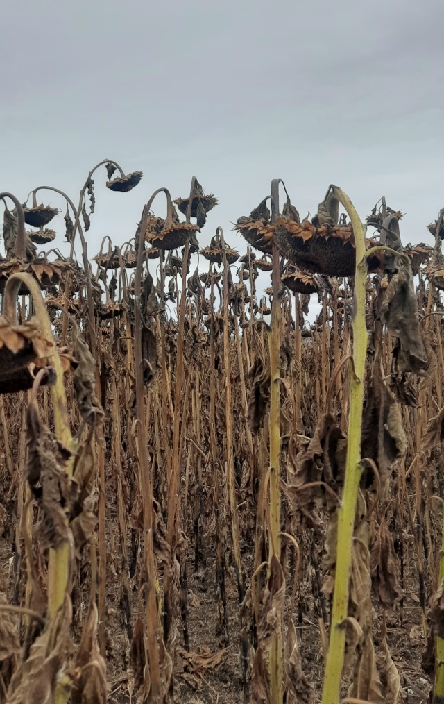 Всем доброго вечера!
Вечером все дневные дела законче?...