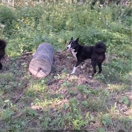 Здравствуйте,
‼️Помогите пожалуйста найти собачку , ...