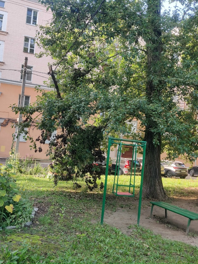 Уже больше недели весит ветка тополя на проводах во дв?...