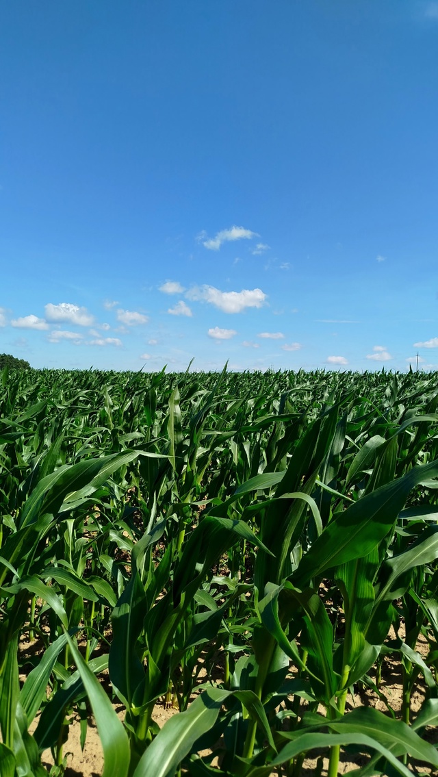 По дороге в Ольховку....🌽🌽🌽