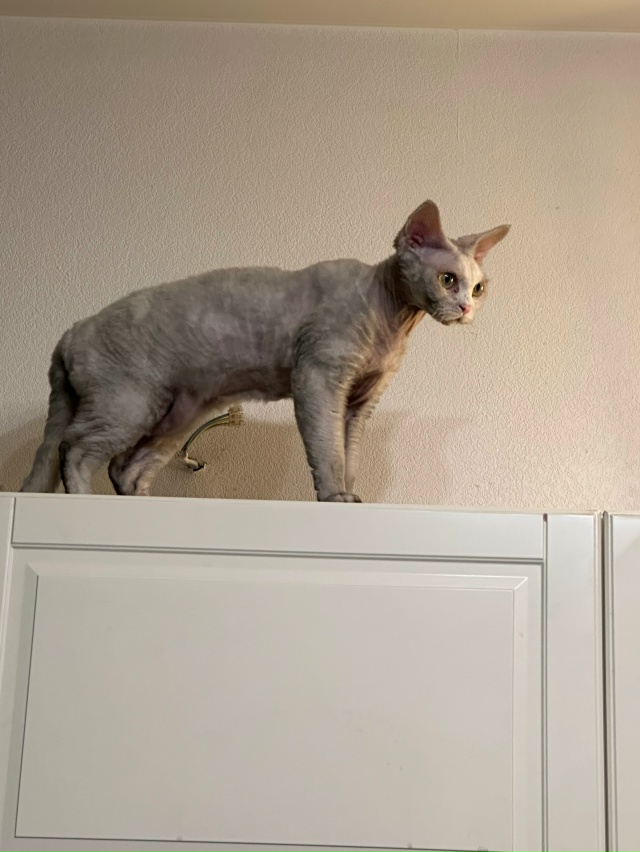 Всвязи с пожаром коту Беляшу требуется новая кличка. Д?...