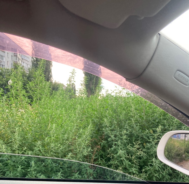 На тему некрашеной травы в городе. Трава около пятероч?...