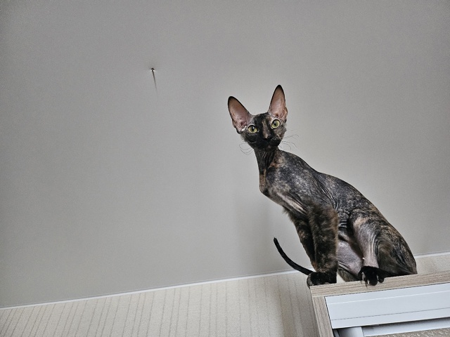 неугомонная бибизяна Никта