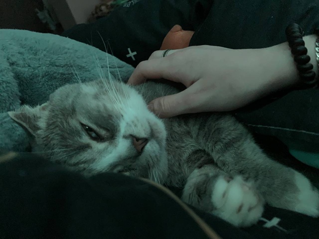 Пропал котик, зовут Тёма. Окрас серый с белым, глаза кар...