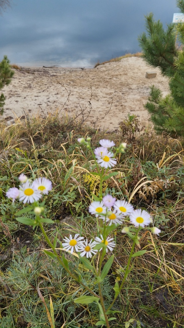 Сладкий ноябрь