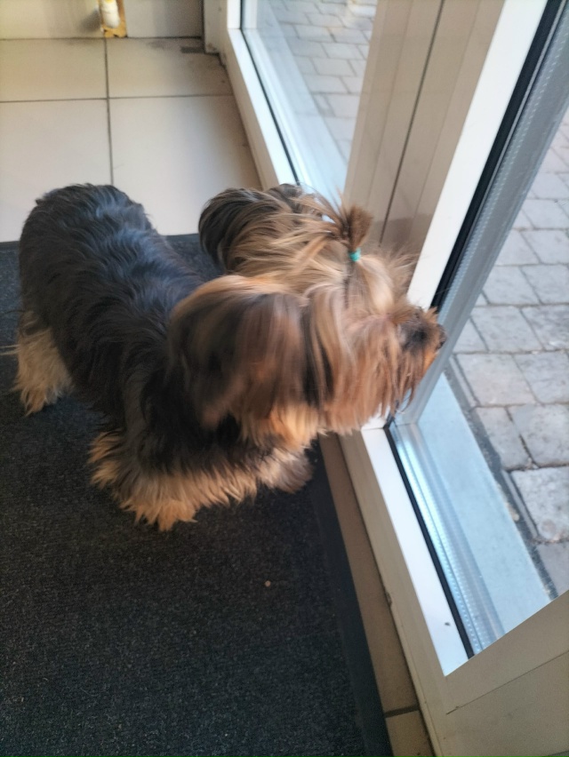 Кто потерял маленькую собачку? Бегала по дороге возле ?...