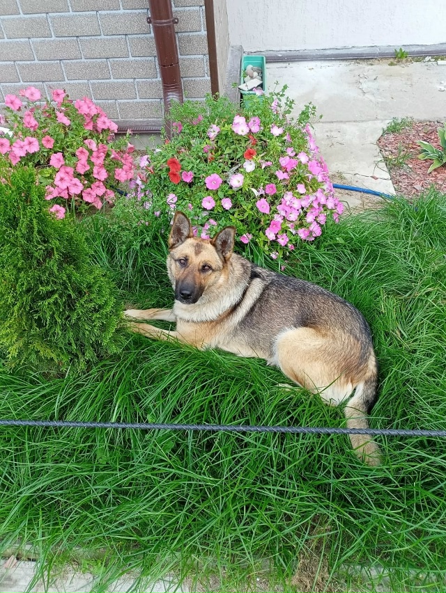 Отдам в хорошие руки щенков, 4 девочки, 2 мальчика, возра...