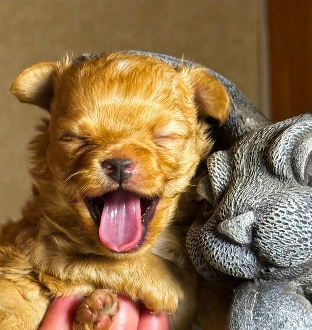 ? Щенки Чихуахуа — 1 месяц, отличные крови ?
Предлаг?...