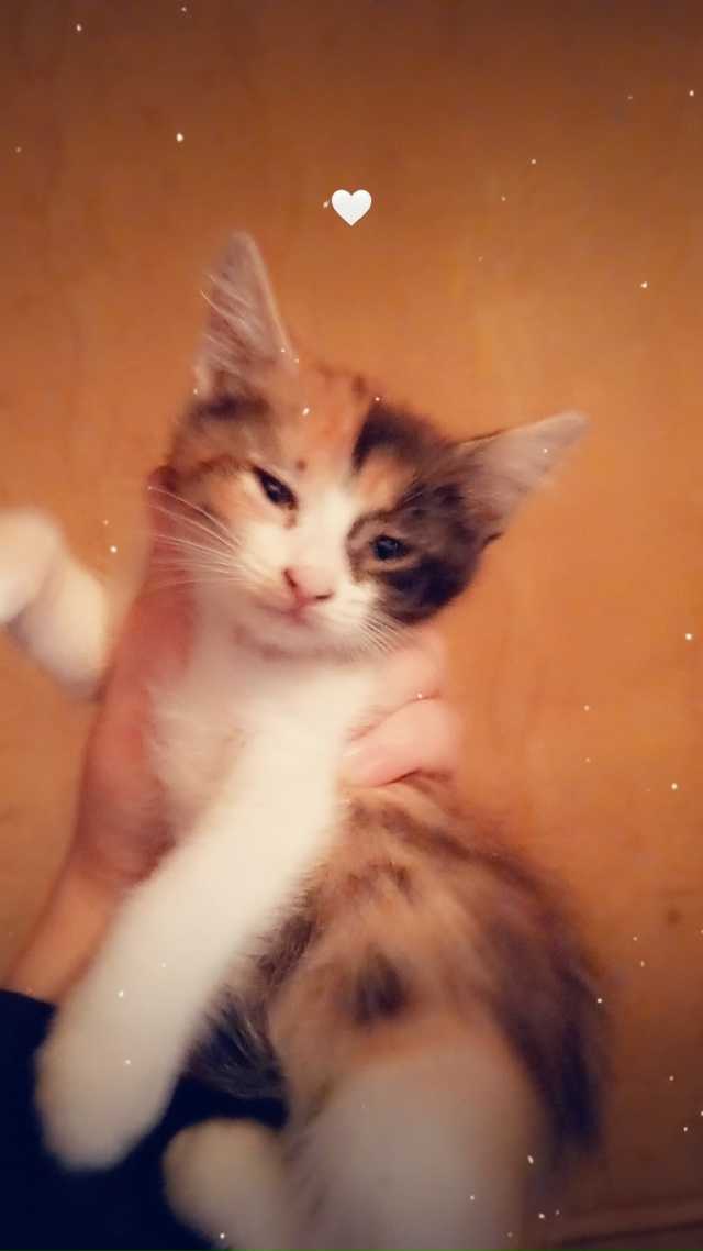 Отдам котят в добрые руки ❤️