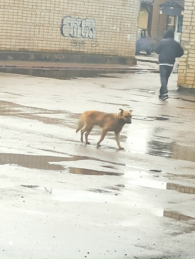 Кто выкинул или потерял собакена. Третий день крутится...