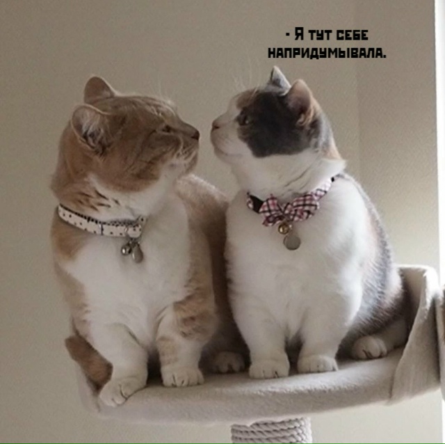 Чисто по-женски?