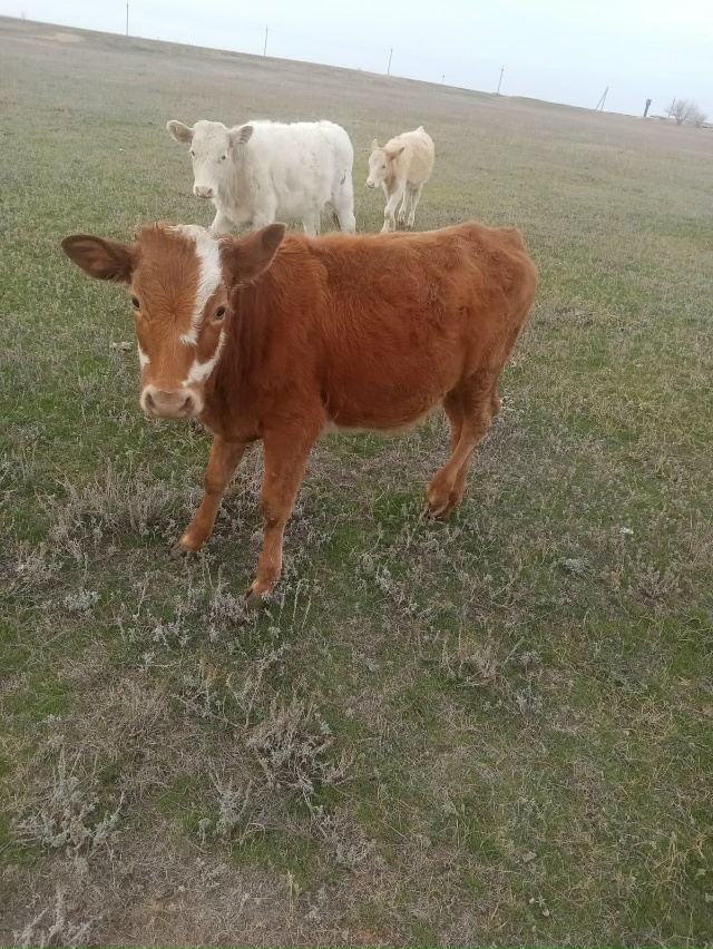 Продам тёлок,2 гол.,возраст 6 - 7 месяцев. 89953519431.