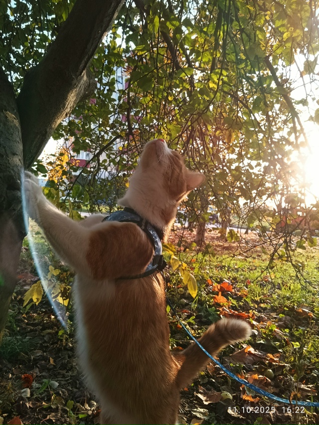 Рыж на прогулке ☀Провожая последние, тёплые дни осени ...