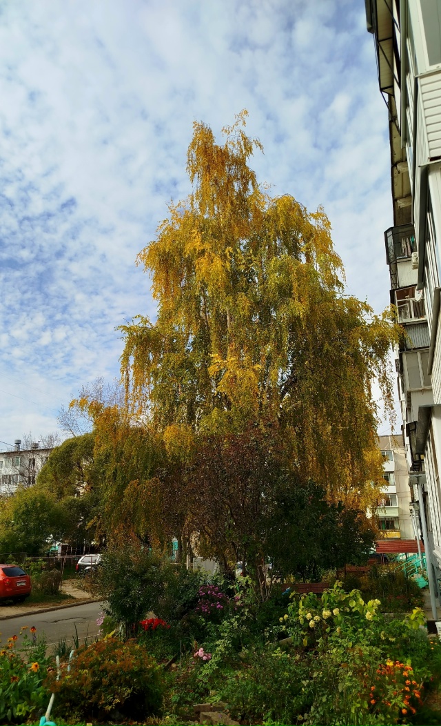 В городских дворах🍂🍁🍂
Автор: Светлана Льдокова