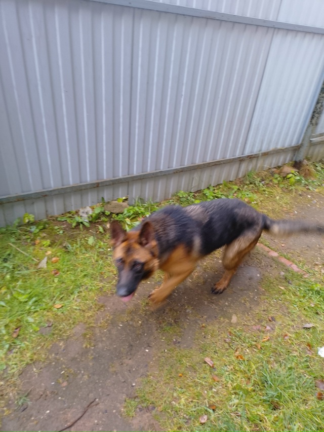 Здравствуйте,чья собака авчарка,привезалась с ул.Лени ...