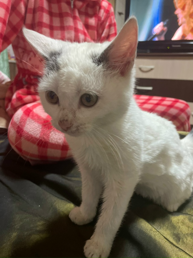 Отдам котенка в добрые руки. Мальчик очень ласковый и и...