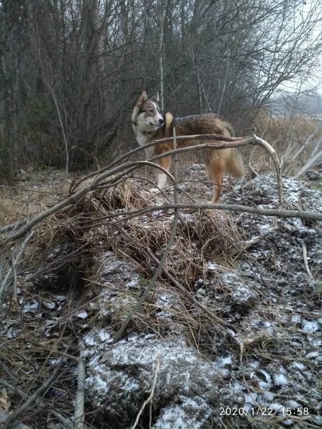 13.10.2025 с участка по ул.Майская убежала собака ❗️❗️❗️...