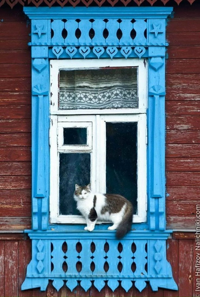 Присылаем своих пушистых