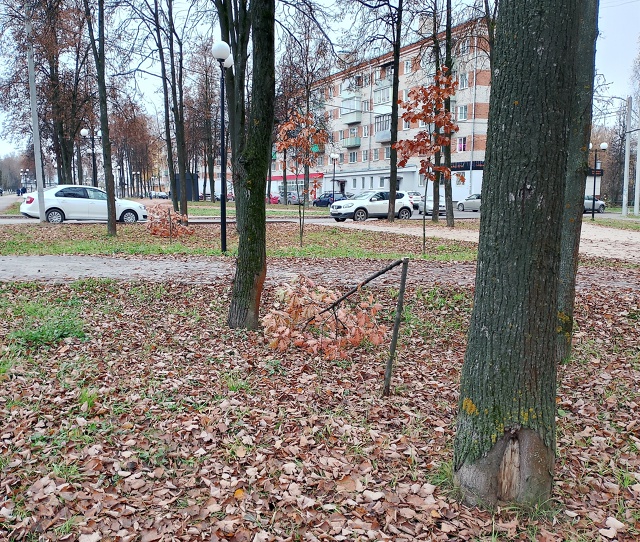 😡 Какой-то вандал
Спилил молодые деревца березы и дуб...