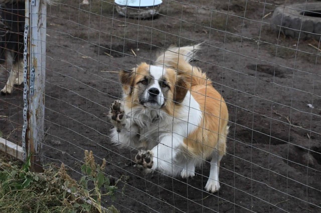 ? Сотрудники Курской АЭС привезли в приют для животны...